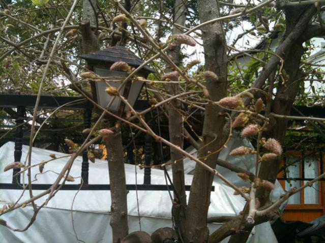 Name:  IMG_0972.jpg
Views: 1417
Size:  66.5 KB