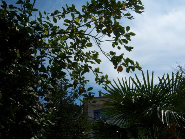 Name:  100_1161.jpg
Views: 1336
Size:  61.5 KB