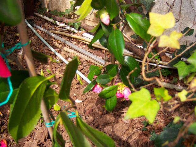 Name:  100_1164 (2).jpg
Views: 1618
Size:  62.4 KB
