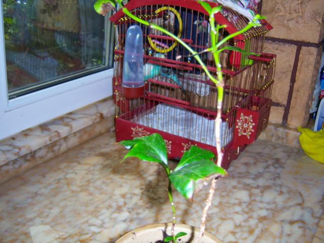 Name:  100_1168 (2).jpg
Views: 1389
Size:  53.4 KB