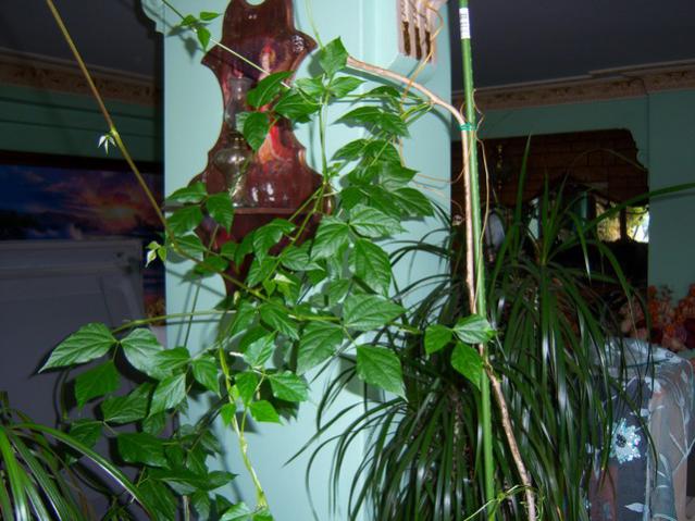 Name:  100_1169.jpg
Views: 1344
Size:  55.0 KB