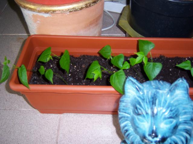 Name:  100_1170.jpg
Views: 1324
Size:  42.2 KB