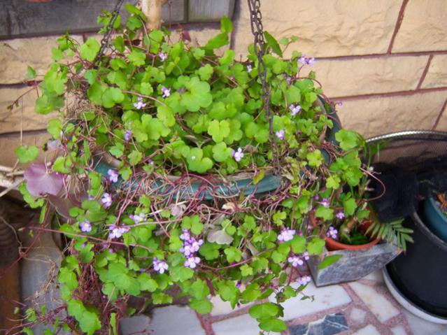Name:  100_1171.jpg
Views: 1369
Size:  64.1 KB