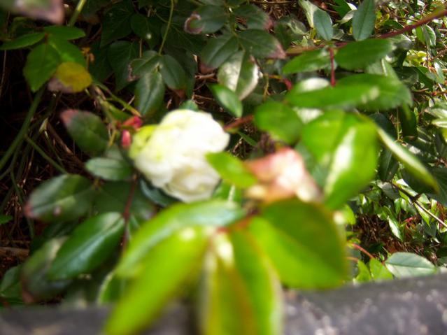 Name:  100_1177.jpg
Views: 1326
Size:  43.8 KB