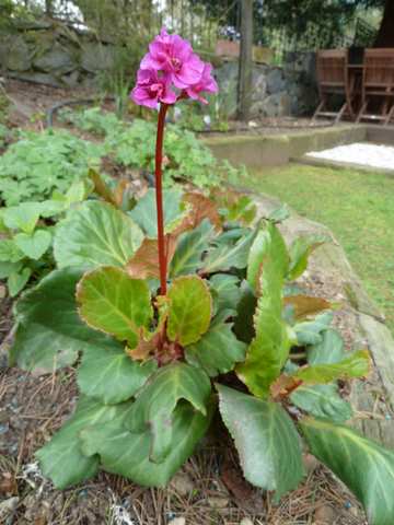 Name:  Bahe 23 nisan 2011 031.JPG
Views: 1124
Size:  39.1 KB