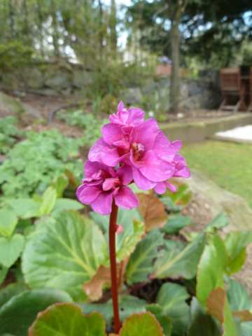 Name:  Bahe 23 nisan 2011 032.JPG
Views: 1037
Size:  31.7 KB