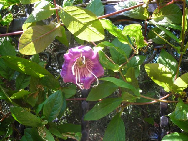Name:  DSCN5009.jpg
Views: 523
Size:  63.0 KB