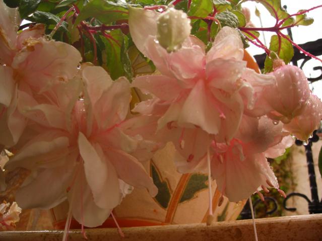 Name:  DSCN4973.jpg
Views: 502
Size:  40.2 KB