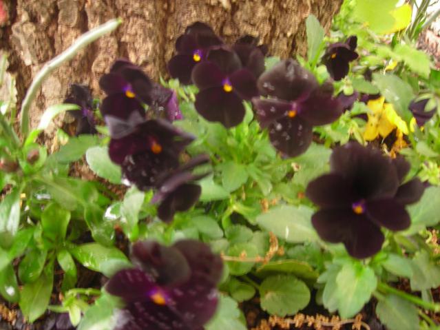 Name:  DSCN4992.jpg
Views: 493
Size:  49.7 KB