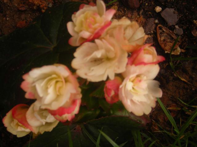 Name:  DSCN5000.jpg
Views: 502
Size:  34.2 KB