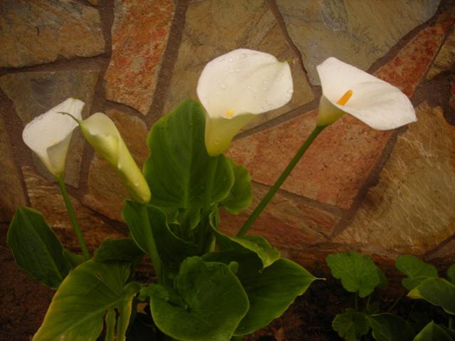 Name:  DSCN4982.jpg
Views: 781
Size:  39.7 KB