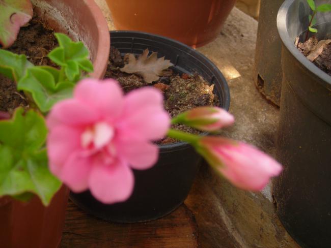 Name:  DSCN5062.jpg
Views: 743
Size:  34.3 KB