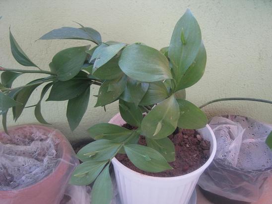 Name:  gelin kpesi.JPG
Views: 2446
Size:  45.7 KB