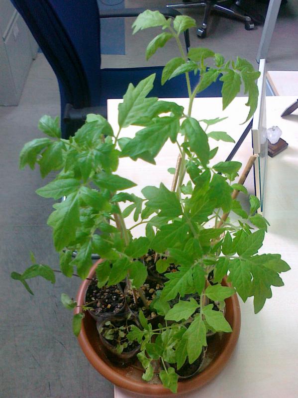 Name:  25042011624.jpg
Views: 1504
Size:  71.5 KB