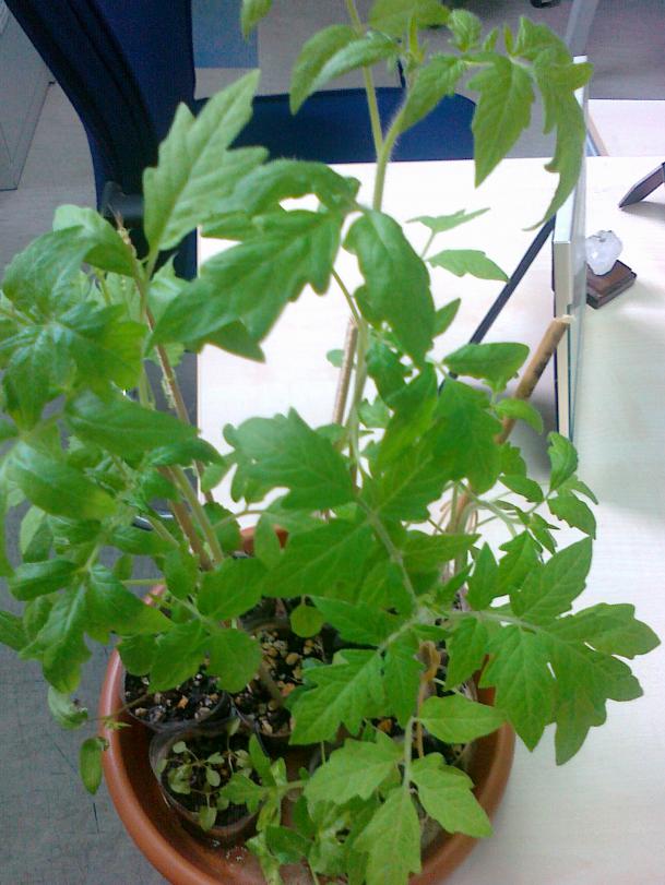 Name:  25042011626.jpg
Views: 1343
Size:  71.5 KB