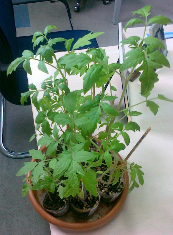 Name:  25042011630.jpg
Views: 1314
Size:  72.2 KB