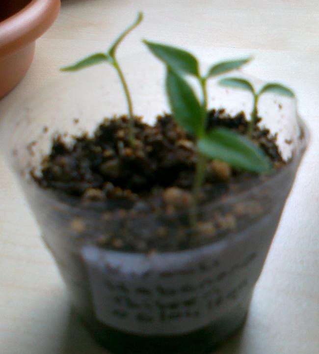 Name:  25042011636.jpg
Views: 1508
Size:  36.1 KB