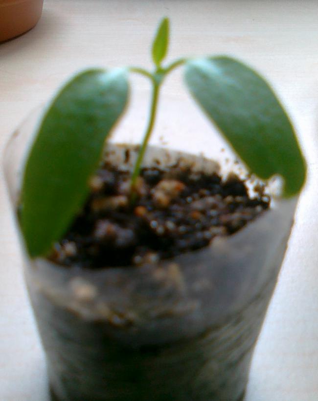 Name:  25042011638.jpg
Views: 1395
Size:  40.0 KB