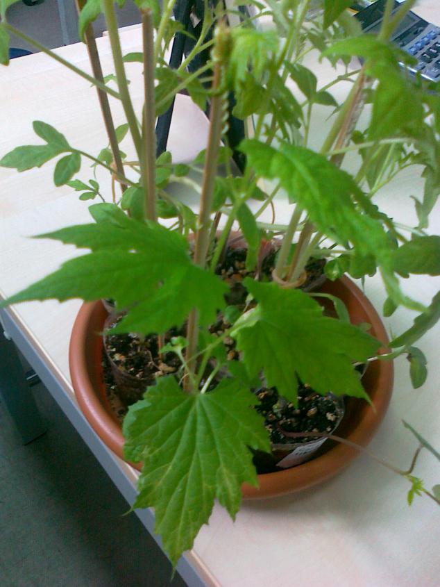 Name:  25042011627.jpg
Views: 1366
Size:  70.4 KB