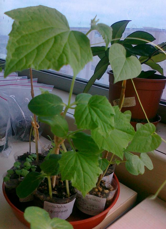 Name:  25042011635.jpg
Views: 1330
Size:  70.6 KB