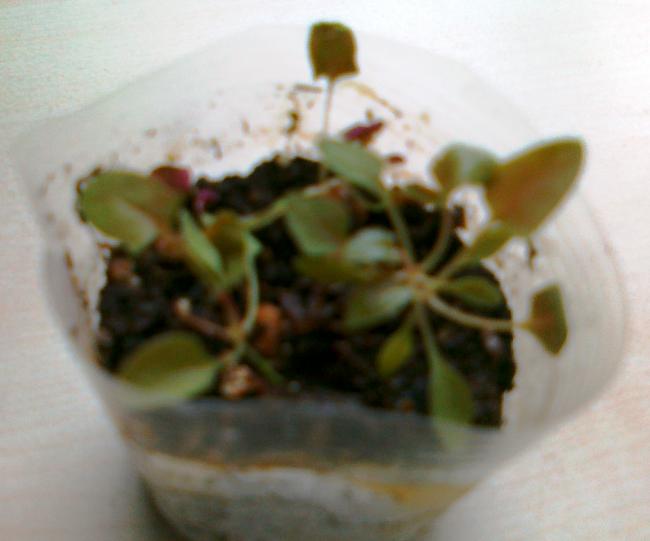 Name:  27042011645.jpg
Views: 1239
Size:  28.4 KB