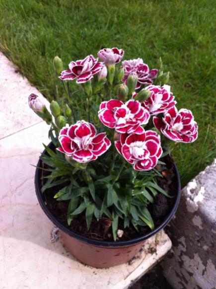 Name:  IMG_0382.jpg
Views: 1222
Size:  48.2 KB