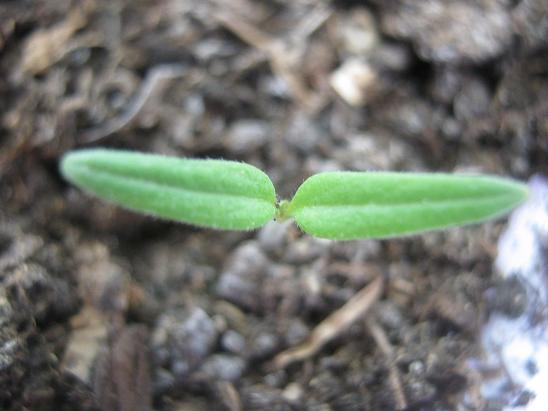 Name:  adenium galiba.JPG
Views: 1118
Size:  41.8 KB