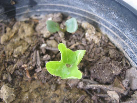 Name:  japon morning glory.JPG
Views: 1257
Size:  52.2 KB
