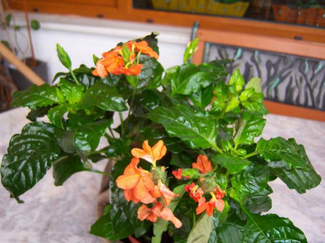 Name:  100_1188.jpg
Views: 1270
Size:  50.4 KB