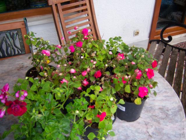 Name:  100_1189.jpg
Views: 1231
Size:  59.0 KB
