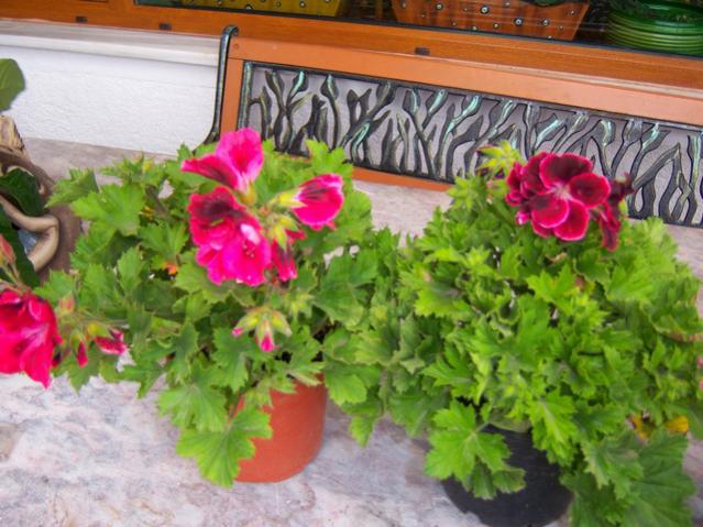 Name:  100_1190.jpg
Views: 1229
Size:  56.8 KB