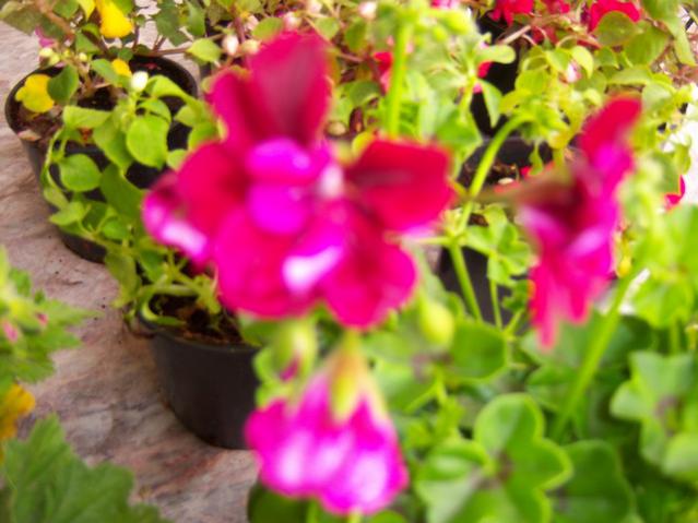 Name:  100_1193.jpg
Views: 1242
Size:  45.2 KB