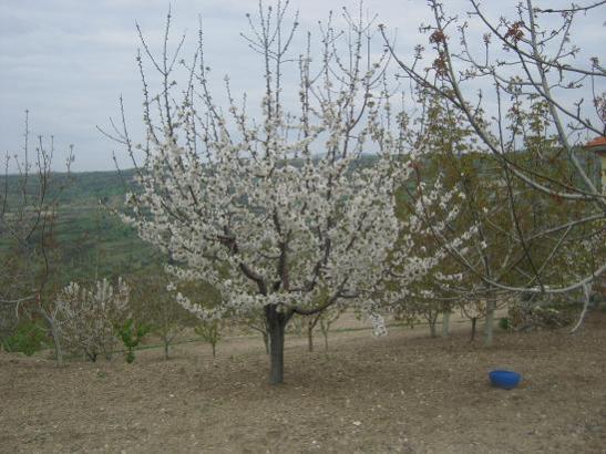 Name:  bahar.jpg
Views: 970
Size:  46.2 KB