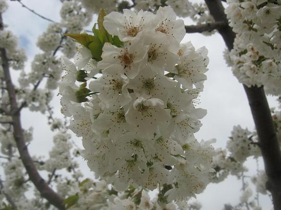 Name:  kiraz iei.JPG
Views: 1242
Size:  50.7 KB