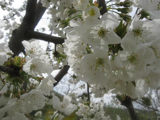 Name:  kiraz iei2.JPG
Views: 991
Size:  53.8 KB