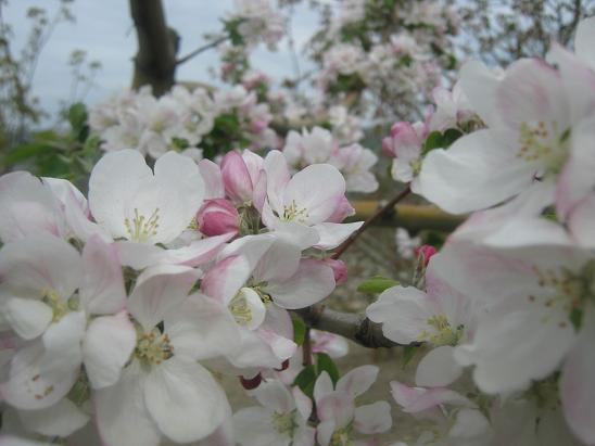 Name:  elma iei.JPG
Views: 1231
Size:  42.2 KB
