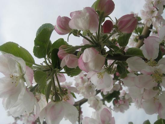 Name:  elma iei1.JPG
Views: 1214
Size:  47.0 KB