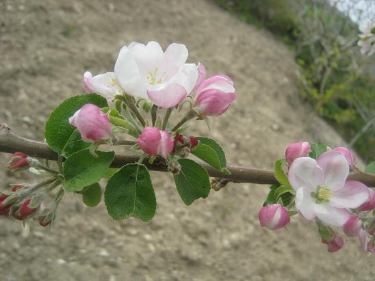 Name:  elma iei2.JPG
Views: 1535
Size:  45.8 KB