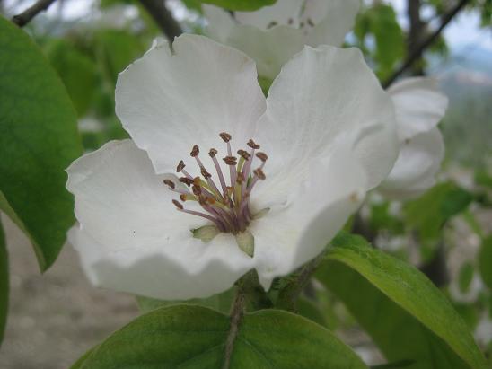 Name:  ayva 1.JPG
Views: 1175
Size:  36.5 KB