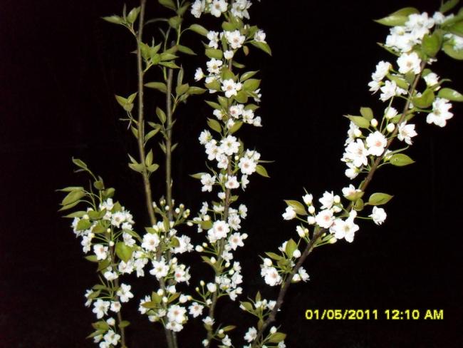 Name:  025.jpg
Views: 617
Size:  48.3 KB