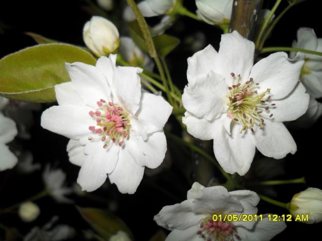 Name:  029.jpg
Views: 612
Size:  36.6 KB