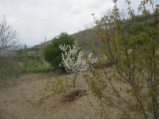 Name:  genel 2.JPG
Views: 921
Size:  63.5 KB