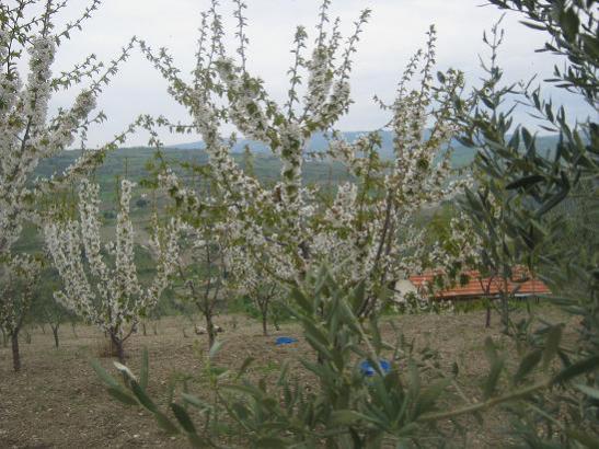 Name:  zeytin kiraz.jpg
Views: 1044
Size:  50.2 KB