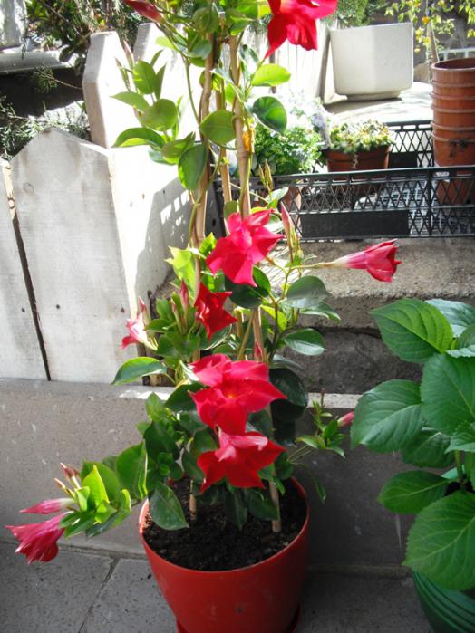 Name:  DSCF2021.jpg
Views: 799
Size:  69.5 KB