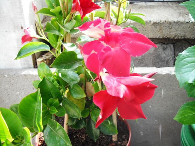 Name:  DSCF2022.jpg
Views: 746
Size:  55.0 KB