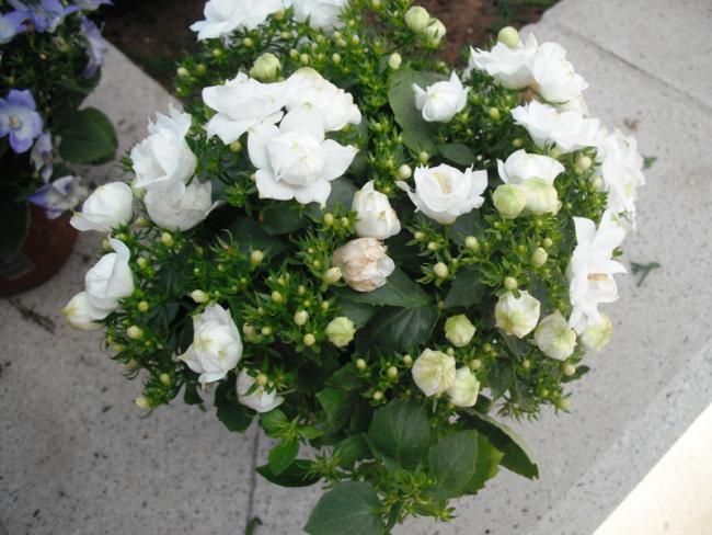 Name:  DSCF2023.jpg
Views: 1355
Size:  53.1 KB
