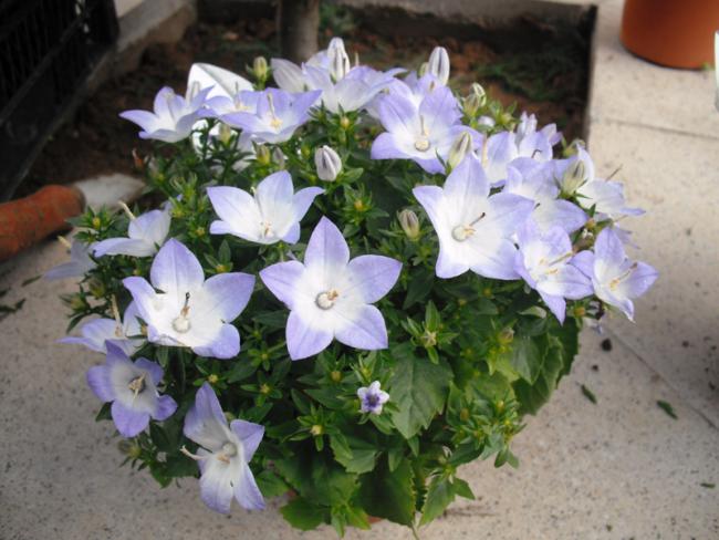 Name:  DSCF2025.jpg
Views: 2581
Size:  48.9 KB
