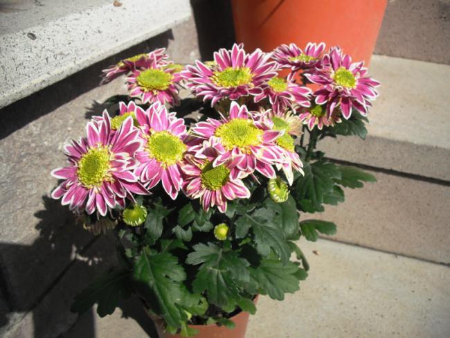 Name:  DSCF2026.jpg
Views: 701
Size:  56.6 KB