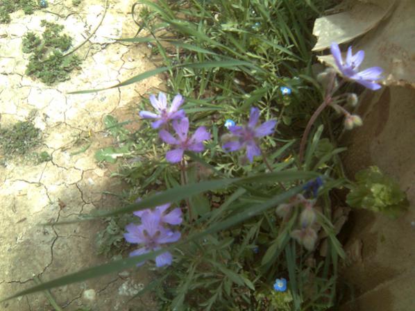 Name:  cicek.jpg
Views: 1637
Size:  48.3 KB