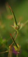 Name:  Geranium tohum kapsl.jpg
Views: 1137
Size:  2.4 KB